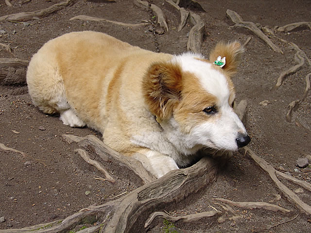 ΂